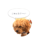 わんこの挨拶②（個別スタンプ：2）