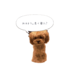 わんこの挨拶②（個別スタンプ：6）