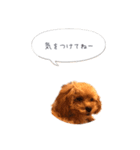 わんこの挨拶②（個別スタンプ：7）