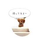 わんこの挨拶②（個別スタンプ：8）