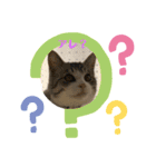 チロ助スタンプ3（個別スタンプ：6）