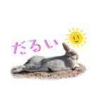 うさぎちゃんたちの日常（個別スタンプ：2）