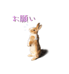 うさぎちゃんたちの日常（個別スタンプ：3）