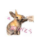 うさぎちゃんたちの日常（個別スタンプ：6）