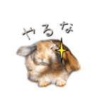 うさぎちゃんたちの日常（個別スタンプ：10）