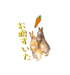 うさぎちゃんたちの日常（個別スタンプ：12）