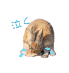 うさぎちゃんたちの日常（個別スタンプ：14）