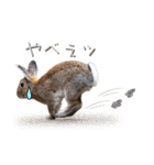うさぎちゃんたちの日常（個別スタンプ：15）
