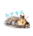 うさぎちゃんたちの日常（個別スタンプ：16）