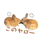 うさぎちゃんたちの日常（個別スタンプ：17）