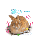 うさぎちゃんたちの日常（個別スタンプ：18）