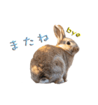 うさぎちゃんたちの日常（個別スタンプ：21）