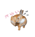 うさぎちゃんたちの日常（個別スタンプ：22）