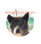秋田犬 きなとらPART4（個別スタンプ：1）