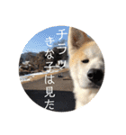 秋田犬 きなとらPART4（個別スタンプ：2）