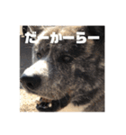 秋田犬 きなとらPART4（個別スタンプ：3）