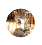 秋田犬 きなとらPART4（個別スタンプ：4）
