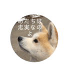 秋田犬 きなとらPART4（個別スタンプ：5）