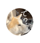 秋田犬 きなとらPART4（個別スタンプ：7）