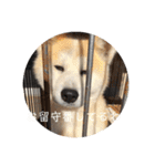 秋田犬 きなとらPART4（個別スタンプ：10）