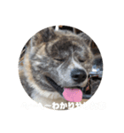 秋田犬 きなとらPART4（個別スタンプ：11）