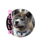 秋田犬 きなとらPART4（個別スタンプ：12）