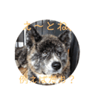 秋田犬 きなとらPART4（個別スタンプ：13）