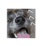 秋田犬 きなとらPART4（個別スタンプ：14）