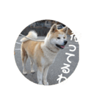 秋田犬 きなとらPART4（個別スタンプ：15）