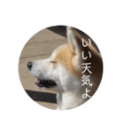 秋田犬 きなとらPART4（個別スタンプ：16）