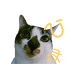 全猫のリーダー -HANAPOCHI-（個別スタンプ：1）