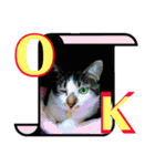 全猫のリーダー -HANAPOCHI-（個別スタンプ：2）