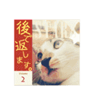 全猫のリーダー -HANAPOCHI-（個別スタンプ：3）