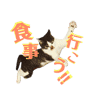 全猫のリーダー -HANAPOCHI-（個別スタンプ：4）