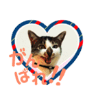 全猫のリーダー -HANAPOCHI-（個別スタンプ：5）
