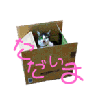全猫のリーダー -HANAPOCHI-（個別スタンプ：7）