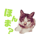 全猫のリーダー -HANAPOCHI-（個別スタンプ：9）