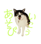 全猫のリーダー -HANAPOCHI-（個別スタンプ：10）