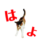 全猫のリーダー -HANAPOCHI-（個別スタンプ：11）