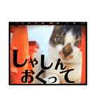 全猫のリーダー -HANAPOCHI-（個別スタンプ：12）