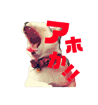 全猫のリーダー -HANAPOCHI-（個別スタンプ：13）