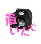 全猫のリーダー -HANAPOCHI-（個別スタンプ：15）