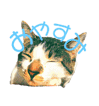 全猫のリーダー -HANAPOCHI-（個別スタンプ：17）