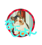 全猫のリーダー -HANAPOCHI-（個別スタンプ：18）