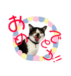 全猫のリーダー -HANAPOCHI-（個別スタンプ：19）