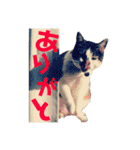 全猫のリーダー -HANAPOCHI-（個別スタンプ：20）