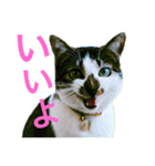全猫のリーダー -HANAPOCHI-（個別スタンプ：22）