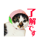全猫のリーダー -HANAPOCHI-（個別スタンプ：23）