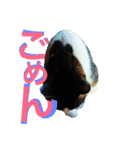 全猫のリーダー -HANAPOCHI-（個別スタンプ：24）