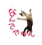 全猫のリーダー -HANAPOCHI-（個別スタンプ：27）